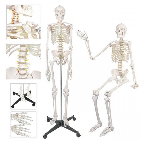 Life-Size Human Skeleton Model